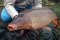 esca per carpe nel fiume - last post by pescatoredicanavaccio