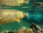 tubertini camo trout ?  aiuto vi prego rispondete - last post by franto