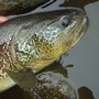 Alla ricerca della sea trout: informazioni utili - last post by federix
