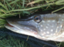 Dubbi pre-acquisto st croix pm 610 - last post by manzeder