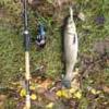 Pesca nella Sieve tratto Stentaio - Pontassieve - last post by SpinPong
