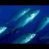 passare a pesca al mare, consigli sull'attrezzatura - last post by Luca M.