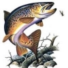 amanti del TopWater, chiedo il vostro aiuto - last post by dave01