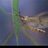 Info carp fly fishing - last post by stefanofly80