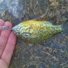 Tecnica migliore per pescare il pesce gatto - last post by Takko