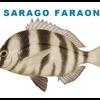 Cerco a Genova privati per uscite di Pesca in barca - last post by luigi777